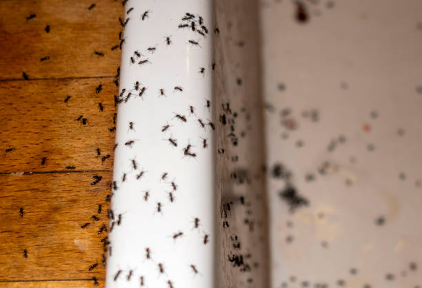 Best Ant Control Services  in Crown Pot, IN